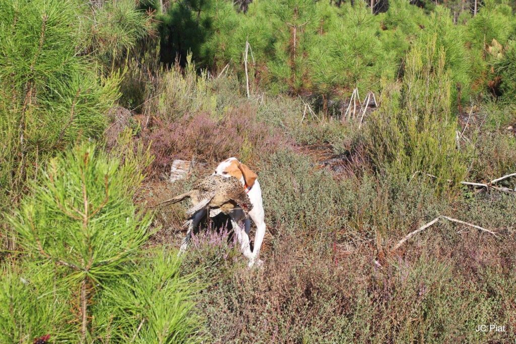 Chien avec une perdrix dans la gueule