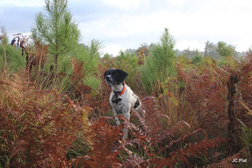 Chien de chasse à l'arrêt.
