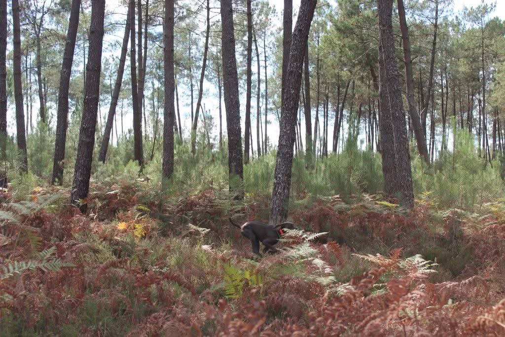 Photo d'un chien qui est en train de courir dans le domaine de la Plume d'Or